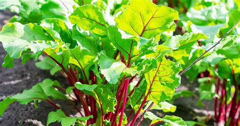 Beet Greens: Nutrition Facts, Benefits, and Concerns - Nutrition Advance