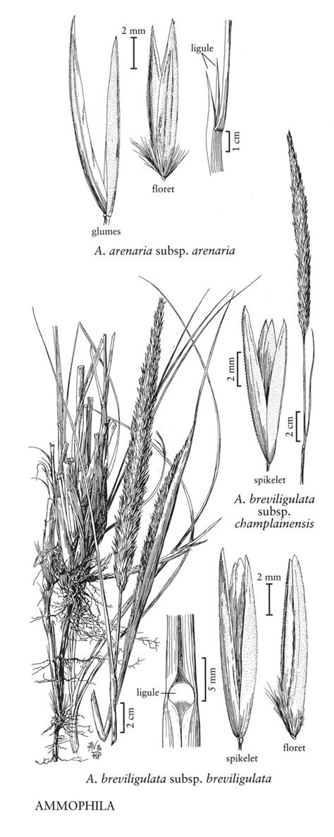 Ammophila arenaria - FNA