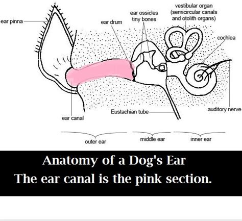 Dog Ear Canal Ablation Procedure and Costs - Dog Discoveries