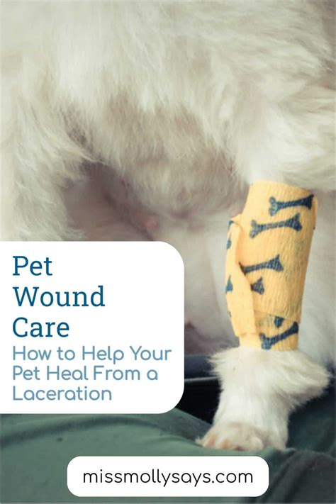 Pet Wound Care: How to Help Your Pet Heal From a Laceration - Miss ...