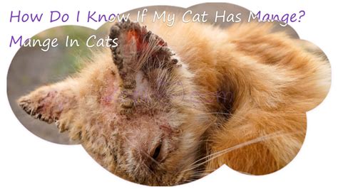 11 Most Common Cat Skin Problems Scabs Allergies - Kotikmeow