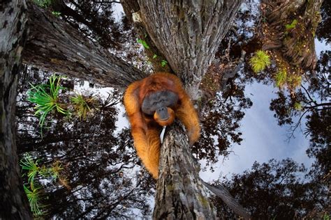 Winners of the 2020 World Nature Photography Awards - The Atlantic