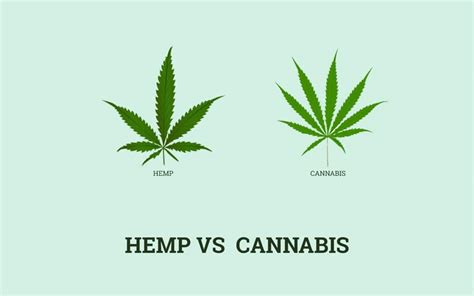 Hemp vs Cannabis: A Guide on the Differences - Ranker Online