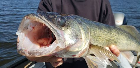 Walleye Fish Guide: Biology, Habitat - FishOnTips