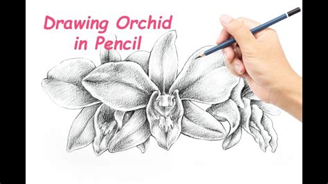 How to Drawing and Shading Orchid Flower in Pencil - YouTube