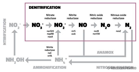 Everything You Need To Know About Aerobic Denitrifiers - Aquafix