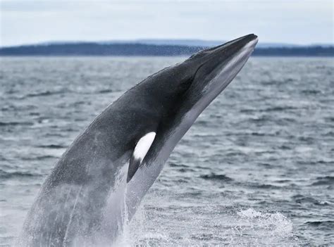 Minke Whale Facts | Minke Whale Habitat