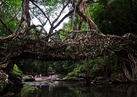 Facts Of World: Living Root Bridge- Route from Root