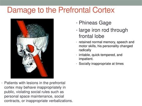 PPT - Prefrontal Cortex PowerPoint Presentation - ID:2259553