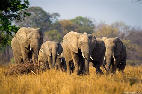 Elephant Herd | Will Burrard-Lucas