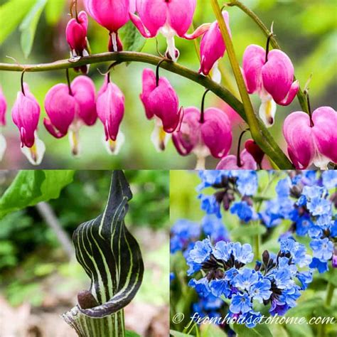 Deer Resistant Shade Plants (15 Beautiful Perennials And Shrubs That ...