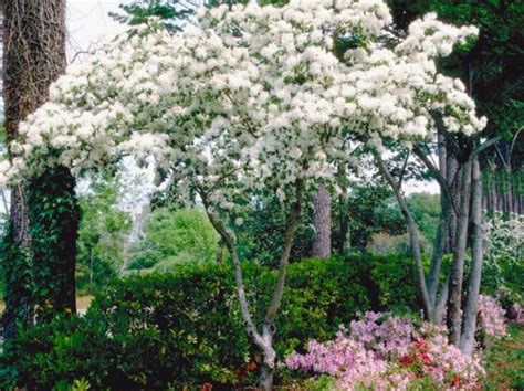 Best Low Maintenance Shrubs For Full Sun at Kristopher Russell blog