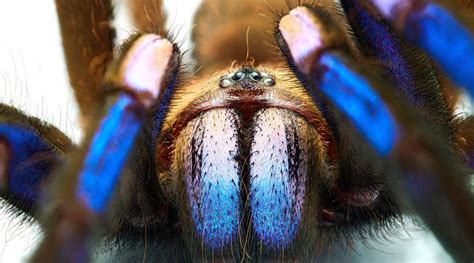 Meet the first electric blue tarantula known to science | Popular Science