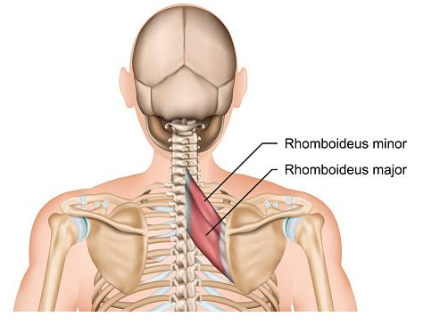 Rhomboideus Muscle Anatomy Medical Vector Illustration On White ...