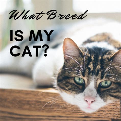 How to Determine Your Cat's Breed: Identify Mixed Breeds and Purebreds ...