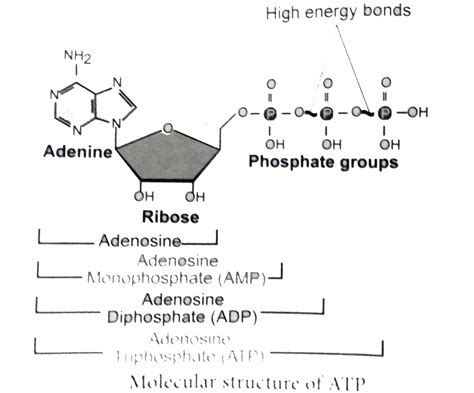 Atp Structure