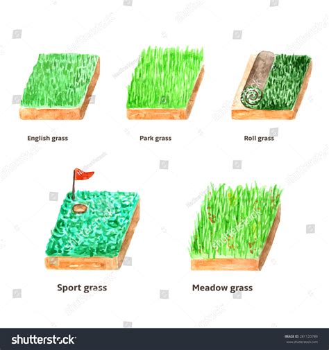 Collection Different Types Grass Landscape Design Stock Vector (Royalty ...