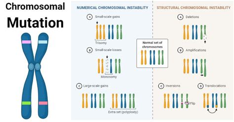 Understanding Chromosomal Mutations