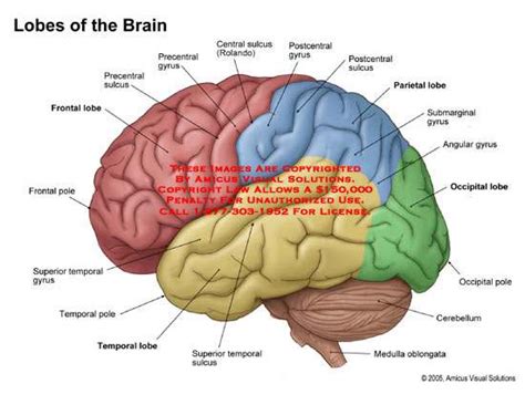 Brain diagram lobes | Healthiack