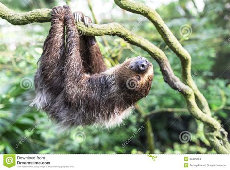 Two-toed Sloth Royalty-Free Stock Photography | CartoonDealer.com #25419161