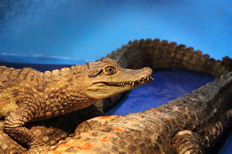 HD wallpaper: caiman, crocodile cayman, spectacled caiman, crocodiles ...