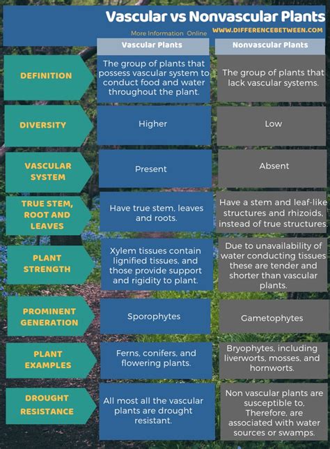 [DIAGRAM] Vascular And Nonvascular Plants Venn Diagram - MYDIAGRAM.ONLINE