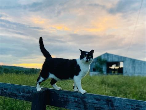 Adopt a Barn Cat – CVHS – Central Vermont Humane Society