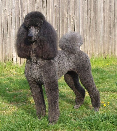 Blue Standard Poodle Puppies