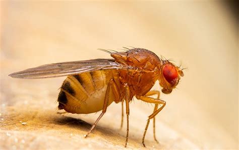 Fruit Fly Identification And Control Guide