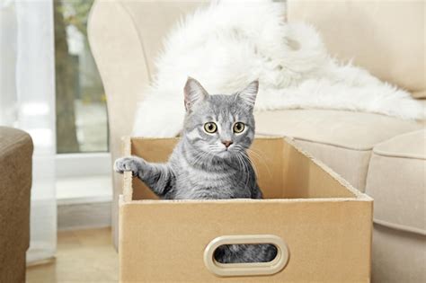 Premium Photo | Cute cat in cardboard box