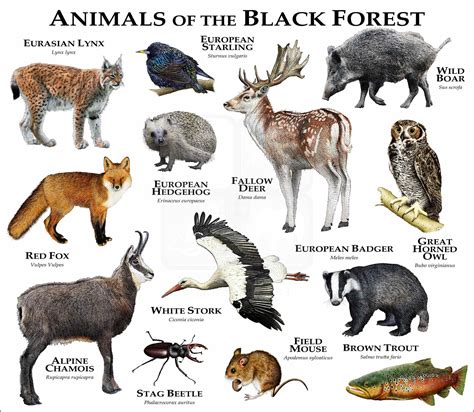 Animals of the Black Forest Poster Print - inkart