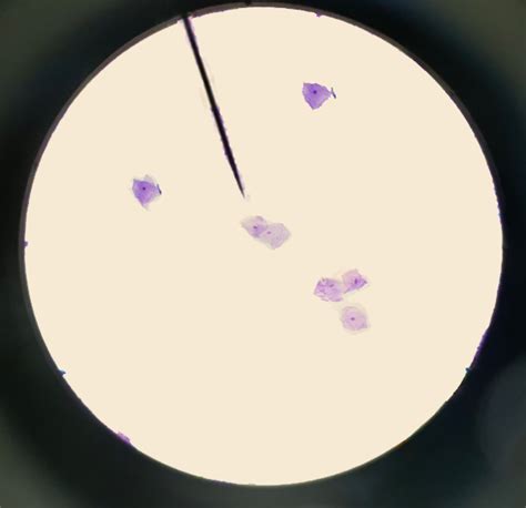 Plant Cell Lab (Makeup)