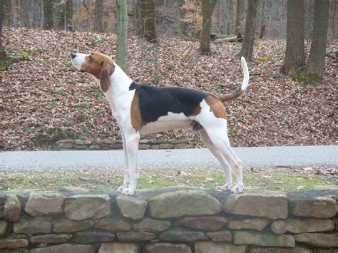 Treeing Walker Coonhound - SpockTheDog.com