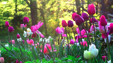 1920x1080 Spring Flowers Wallpapers - Wallpaper Cave