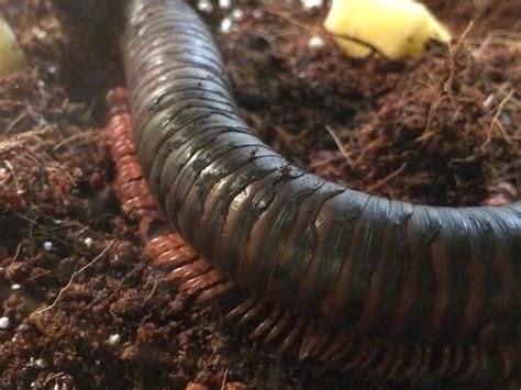 Update: Giant African millipede with molting problem. : Entomology