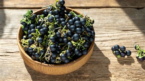 Black Nightshade Berries: Risks, Side Effects & Nutritional Value ...