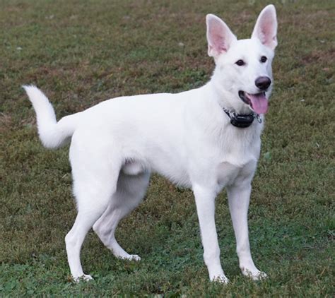 American White Shepherd Dog Breed Information and Pictures