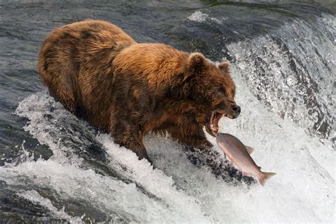 Salmon Migration Image | National Geographic Your Shot Photo of the Day