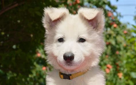 White Swiss Shepherd Dog Breed information & Pictures | Euro Puppy