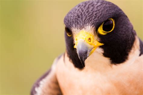 Birds of Prey in North America: Predatory Marvels of the Sky ...