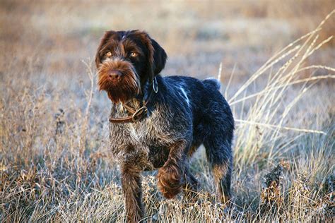 German Wirehaired Pointer Puppies Michigan - German Shorthaired Pointer ...