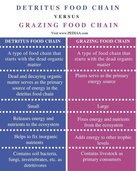 What is the Difference Between Detritus and Grazing Food Chain - Pediaa.Com