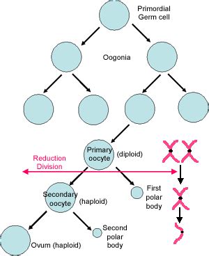 Female reproductive system: The Histology Guide