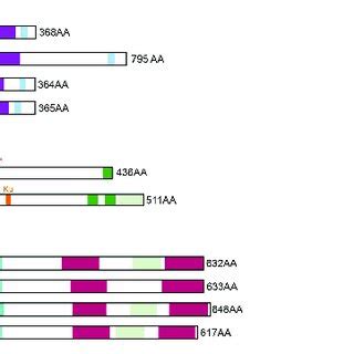 Functional Domains of histone chaperones involved in transcription ...