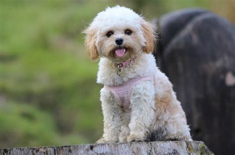 Maltese Poodle Mix – The Ultimate Guide to the Mighty Maltipoo | All ...