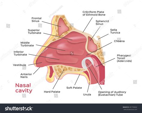 Human Nose Images: Browse 133,901 Stock Photos & Vectors Free Download ...