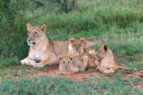 Lioness Extends Helping Paw to Tigress in Raising Cubs – Breaking ...