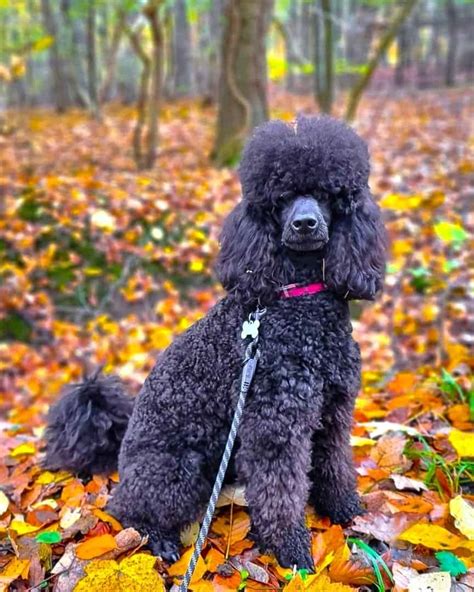 Blue Poodle: Appearance, Genetics & Facts (With Pictures)