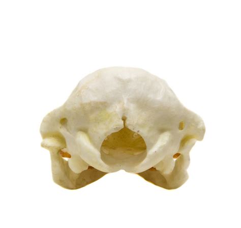 Platypus Skull Replica