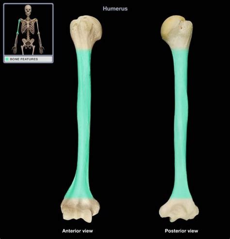 Types of bones and Long bone Anatomy Flashcards | Quizlet